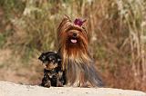 YORKSHIRE TERRIER 533